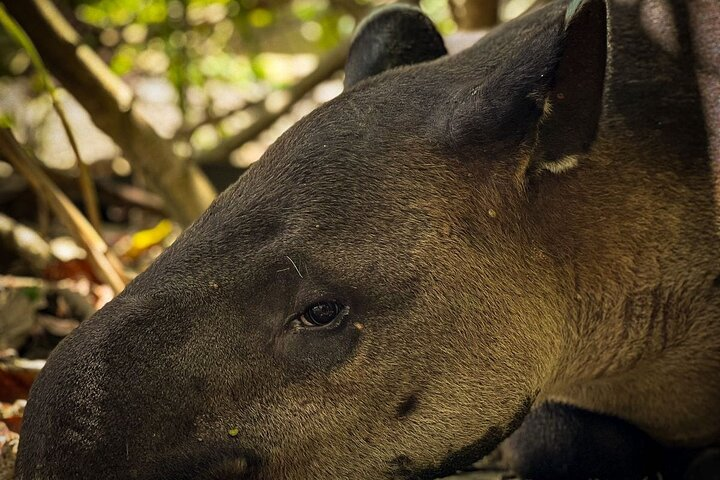 tapir, tapir